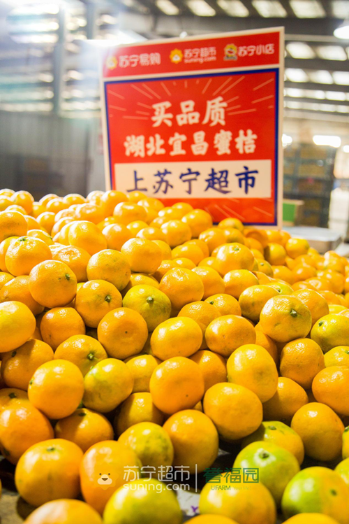 苏宁超市双十一冰橙蜜桔原产地直发,带你"鲜吃为敬"